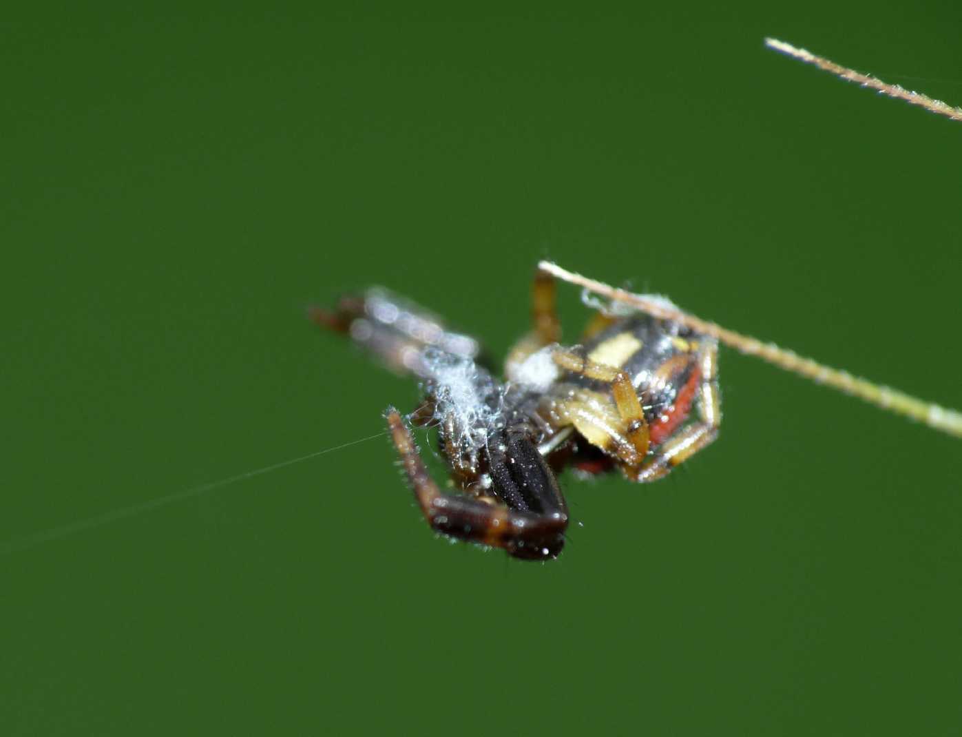 Synema globosum